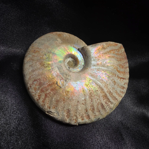 Fossilized Ammonite, Madagascar | Unique Piece