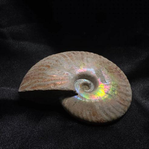 Ammonit Fossilitzat, Madagascar | Peça Única