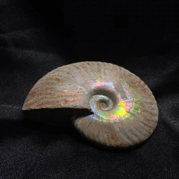 Amonite Fossilizado, Madagáscar | Peça Única
