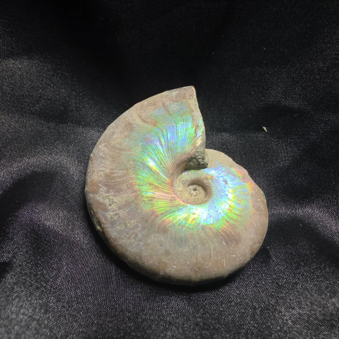 Amonite Fossilizado, Madagáscar | Peça Única