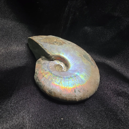 Amonite Fosilizado, Madagascar | Pieza Única