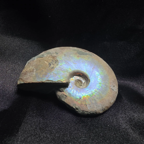 Amonite Fossilizado, Madagáscar | Peça Única