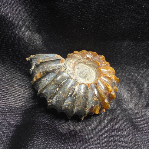 Fossilized Ammonite, Madagascar | Unique Piece