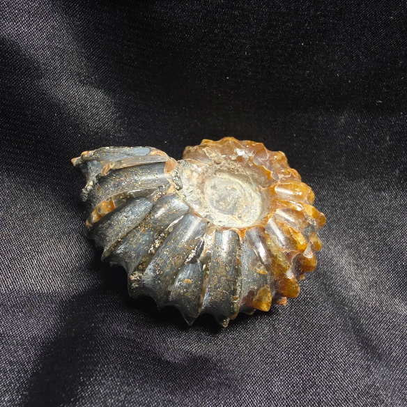Amonite Fosilizado, Madagascar | Pieza Única