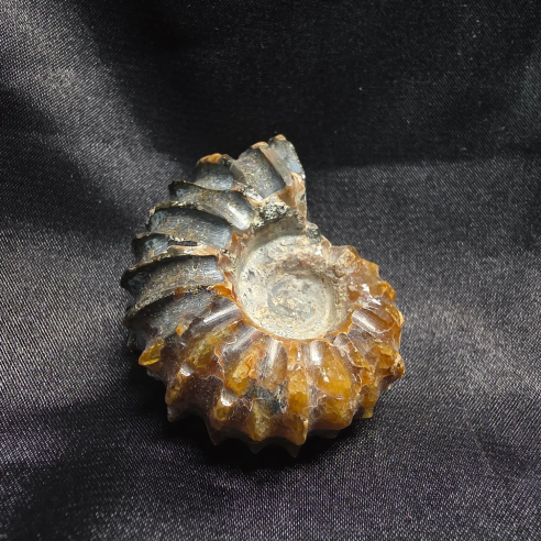Amonite Fossilizado, Madagáscar | Peça Única