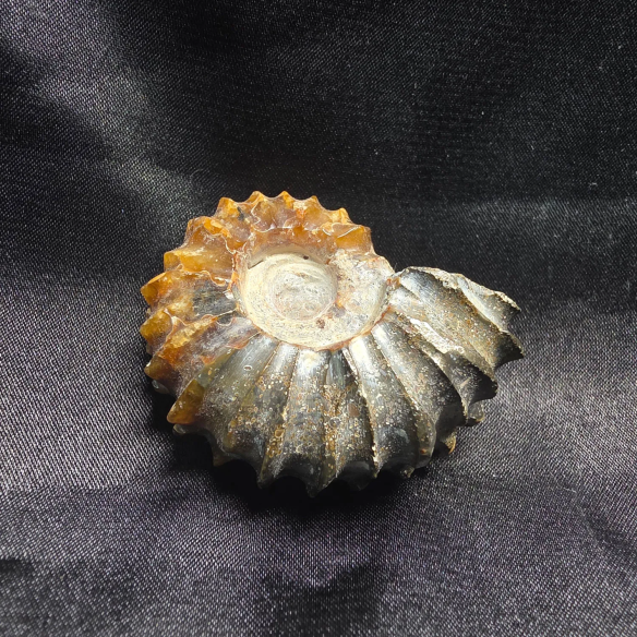 Amonite Fossilizado, Madagáscar | Peça Única