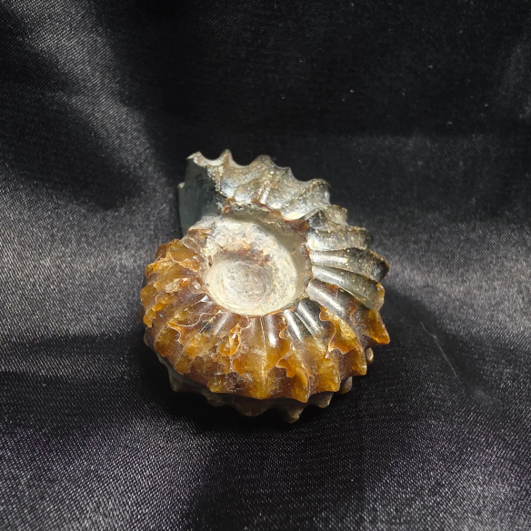 Amonite Fossilizado, Madagáscar | Peça Única