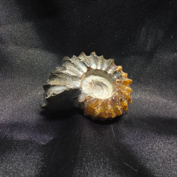 Amonite Fossilizado, Madagáscar | Peça Única