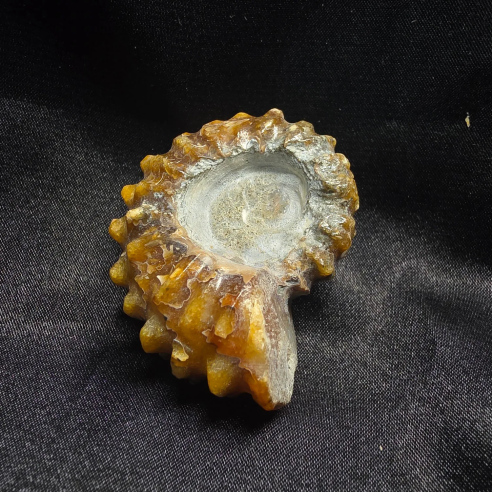 Ammonit Fossilitzat, Madagascar | Peça Única