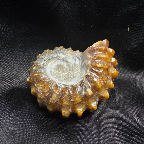 Amonite Fosilizado, Madagascar | Pieza Única