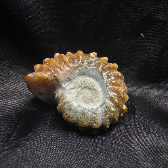 Amonite Fossilizado, Madagáscar | Peça Única