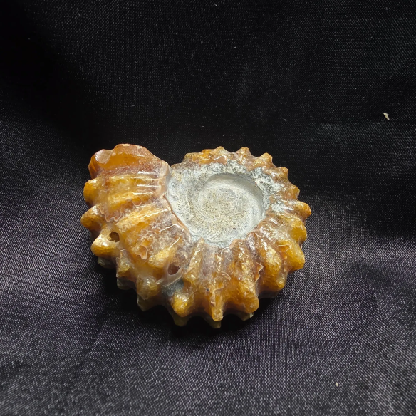 Amonite Fosilizado, Madagascar | Pieza Única