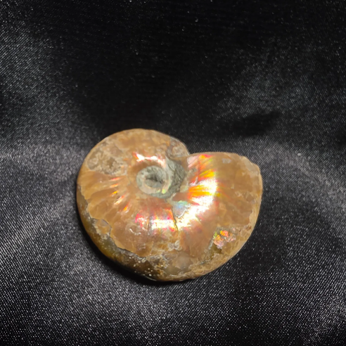 Amonite Fossilizado, Madagáscar | Peça Única