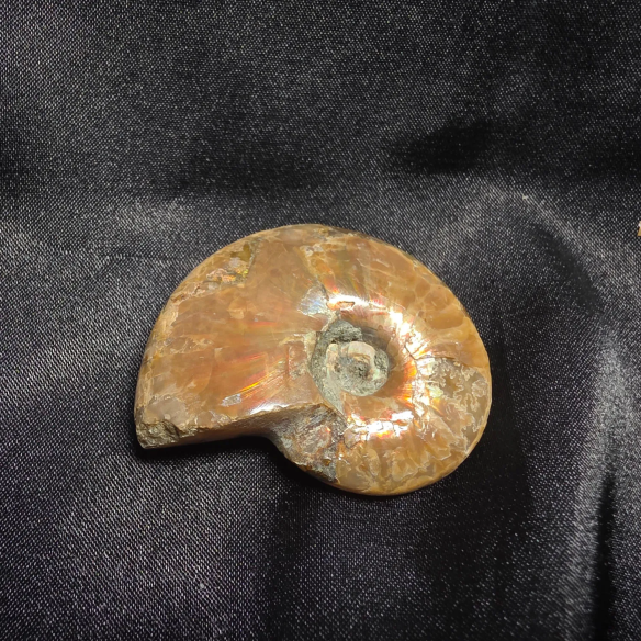 Amonite Fosilizado, Madagascar | Pieza Única