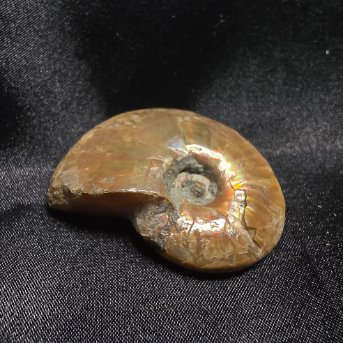Amonite Fossilizado, Madagáscar | Peça Única