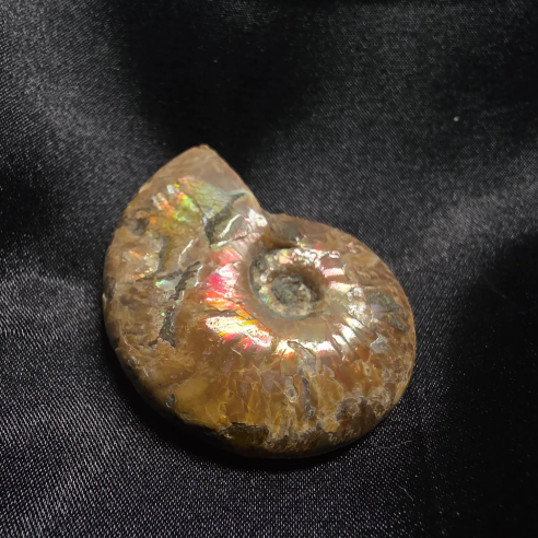 Amonite Fossilizado, Madagáscar | Peça Única