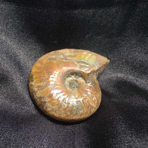 Amonite Fossilizado, Madagáscar | Peça Única