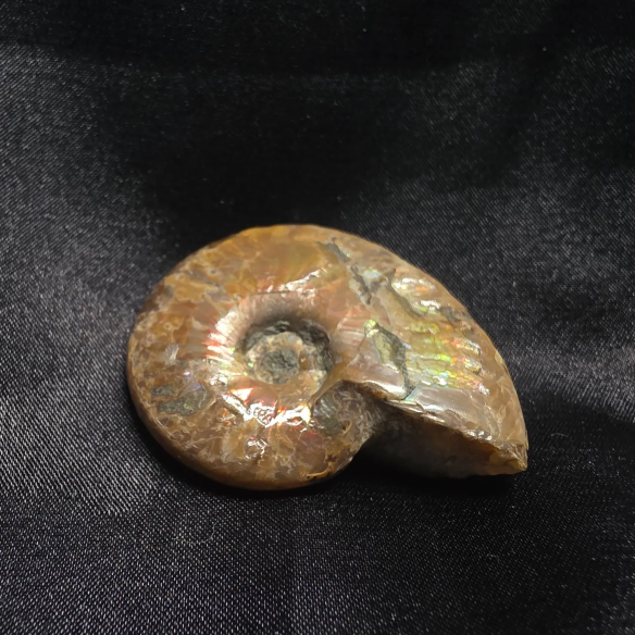 Amonite Fossilizado, Madagáscar | Peça Única