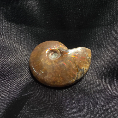 Fossilized Ammonite, Madagascar | Unique Piece