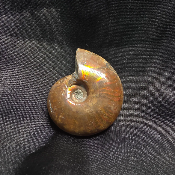 Amonite Fossilizado, Madagáscar | Peça Única