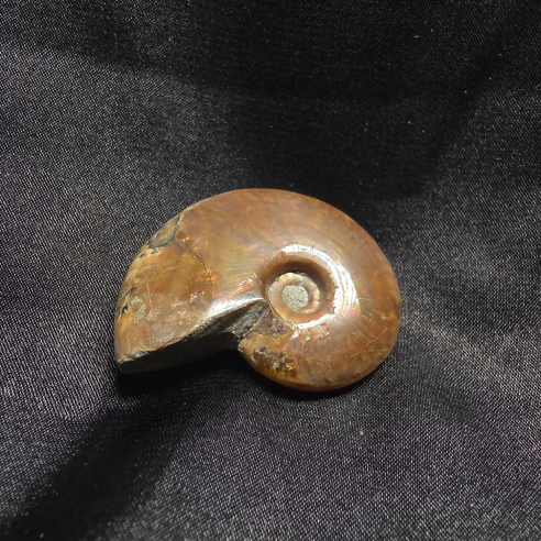 Amonite Fossilizado, Madagáscar | Peça Única