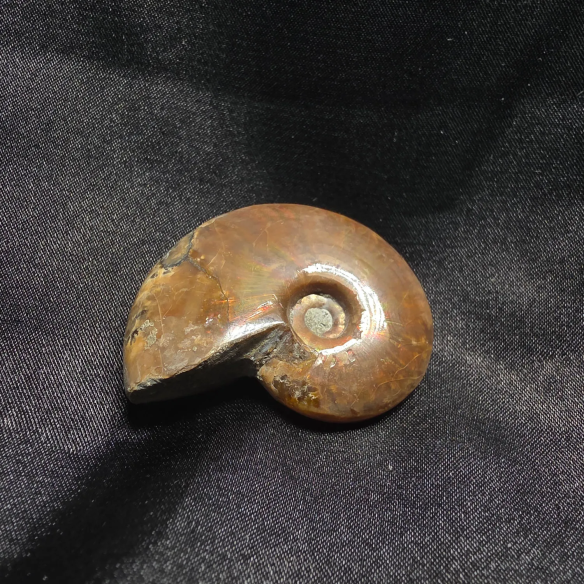 Amonite Fossilizado, Madagáscar | Peça Única