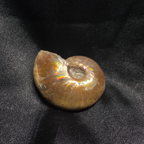 Amonite Fossilizado, Madagáscar | Peça Única