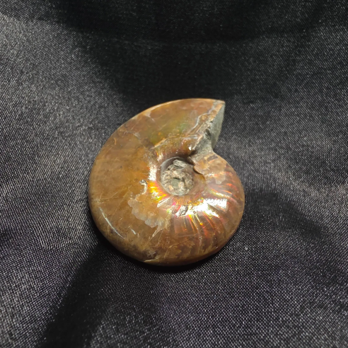 Amonite Fossilizado, Madagáscar | Peça Única