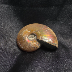 Amonite Fossilizado, Madagáscar | Peça Única