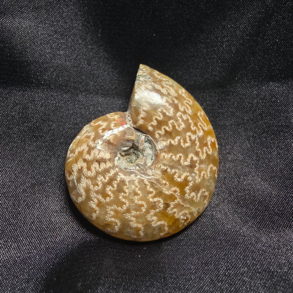 Amonite Fosilizado, Madagascar | Pieza Única