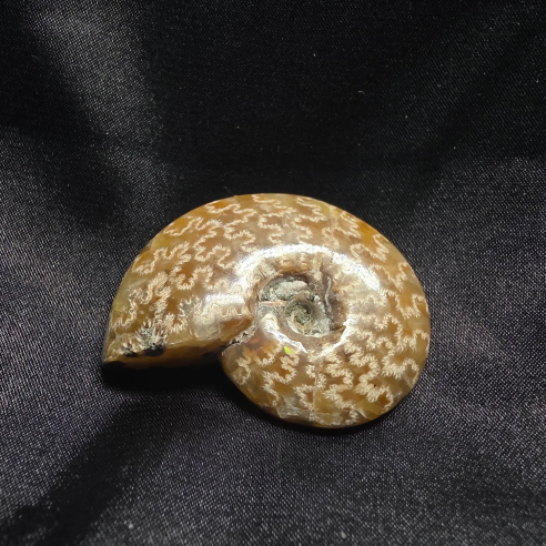 Amonite Fosilizado, Madagascar | Pieza Única