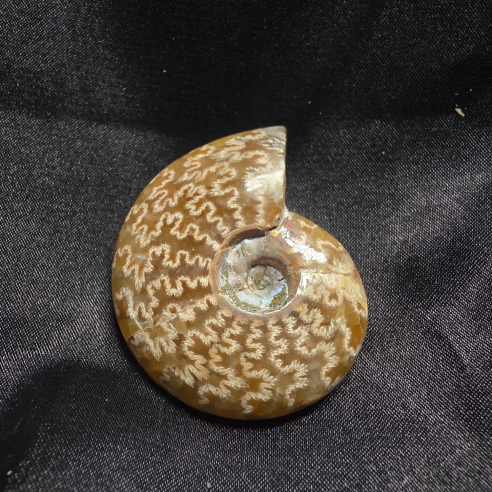 Amonite Fossilizado, Madagáscar | Peça Única
