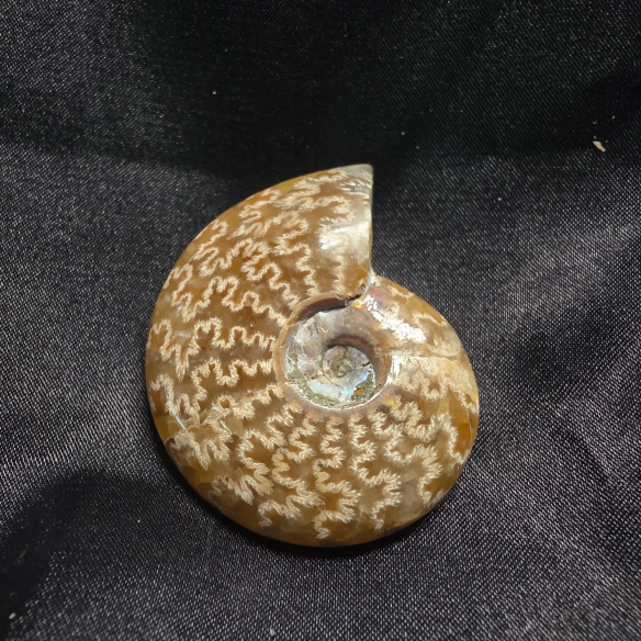 Amonite Fossilizado, Madagáscar | Peça Única