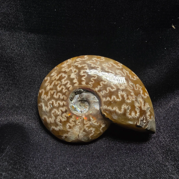 Amonite Fosilizado, Madagascar | Pieza Única