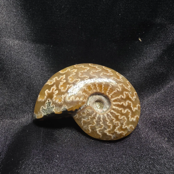 Amonite Fossilizado, Madagáscar | Peça Única