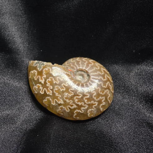 Amonite Fosilizado, Madagascar | Pieza Única