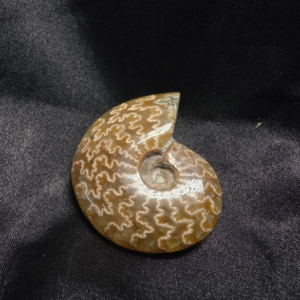 Amonite Fossilizado, Madagáscar | Peça Única