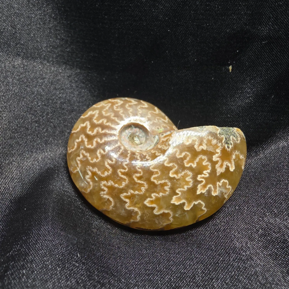 Amonite Fossilizado, Madagáscar | Peça Única