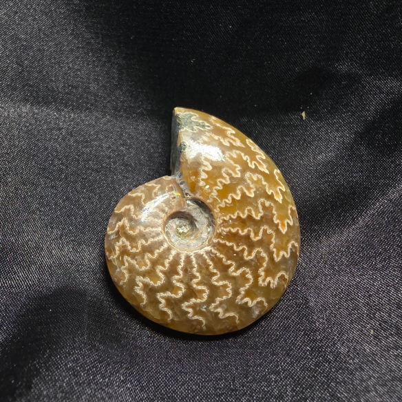 Amonite Fossilizado, Madagáscar | Peça Única