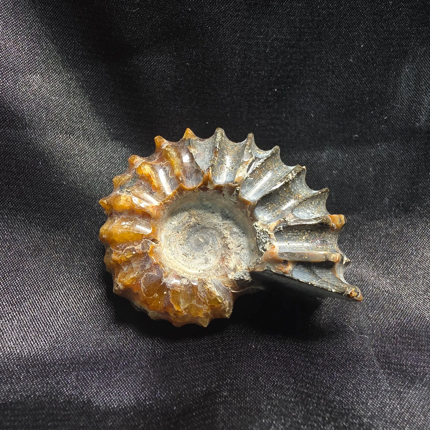 Amonite f&oacute;sil en Cristalljoia minerales Barcelona