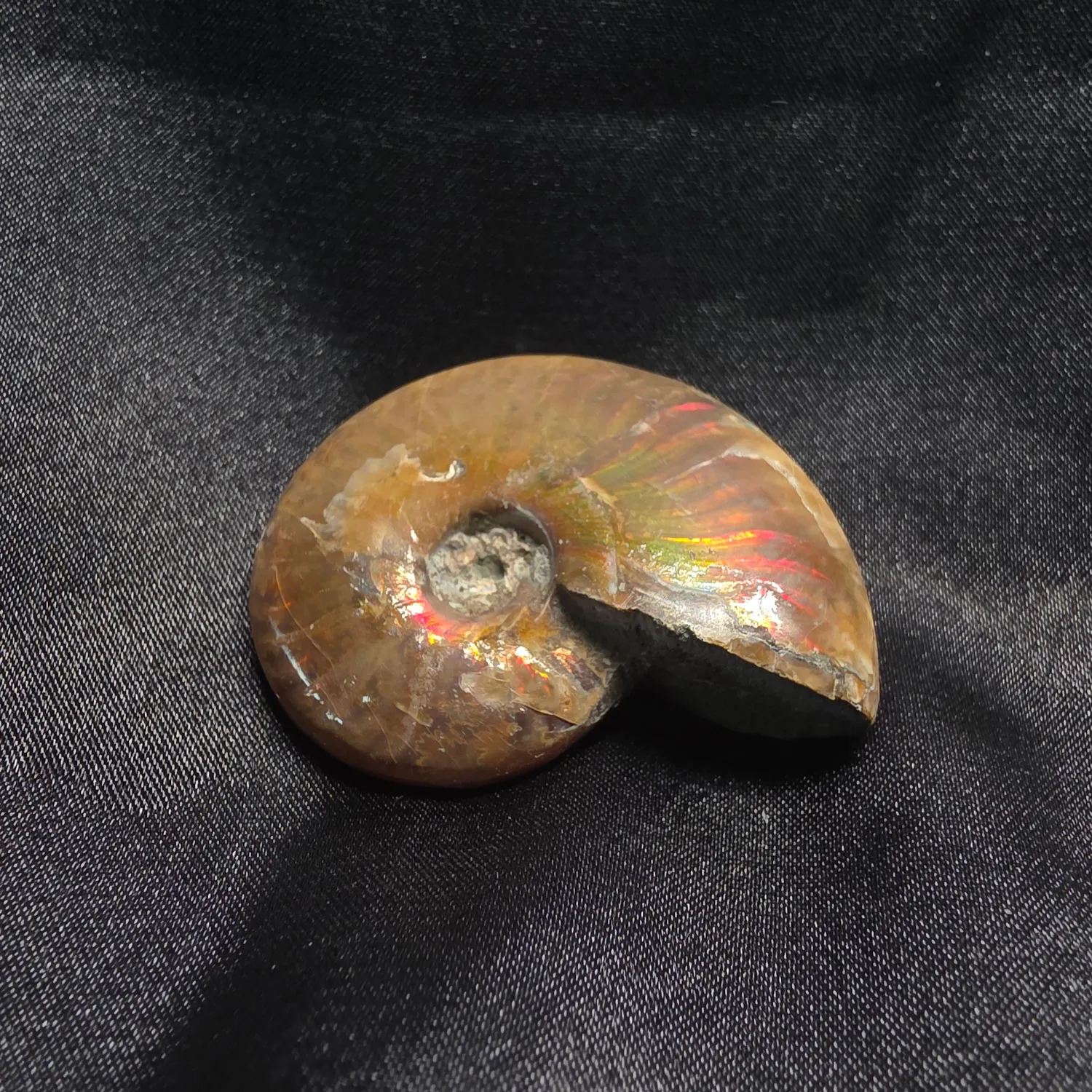 Amonite f&oacute;sil en Cristalljoia minerales Barcelona