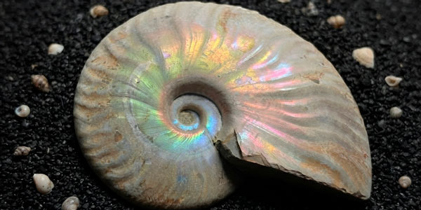 Los amonites fosilizados: la espiral que sobrevivió al tiempo